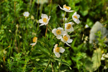 Mont d'Or : anémone à fleurs de narcisse