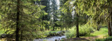 source du Doubs-le long de la rivière