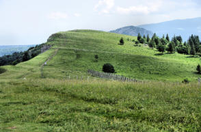 Mont d'Or :pâturage au sommet