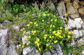 Mont d'Or : fleurs de rocaille