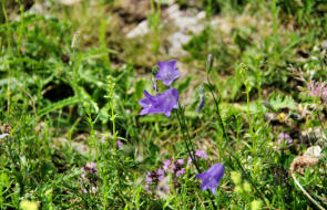 Mont d'Or : gentiane