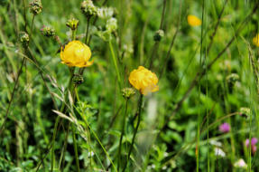 Mont d'Or :bouton d'or