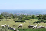 Sur le plateau de Georgovie : maintenant peuplé de moutons