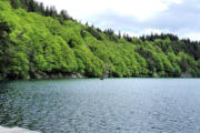 Lac Pavin :rive boisée
