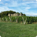 Arlay : vigne et château