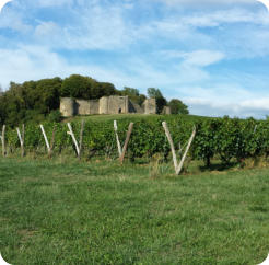 Arlay : vigne et château