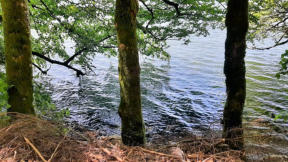 Lac de Bonlieu : arbres les pieds dans l'eau