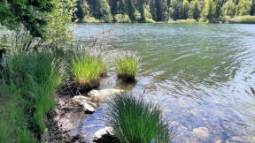 Lac de Bonlieu : rivage, roseaux, ondes sur l'eau