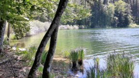 Lac de Bonlieu : rivage, arbre mort, ondes sur l'eau