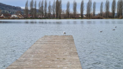 Vesoul -le lac -Ponton avec un oiseau