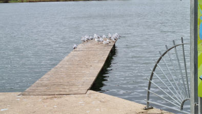 Vesoul -le lac -Embarcadère avec oiseaux