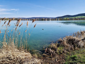 Vesoul -le lac -Les abords du lac avec plantes aquatiques