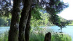 Lac de Bonlieu : roseaux, arbres