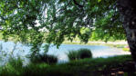 Lac de Bonlieu : rives à l'ombre des arbres
