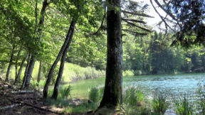 Lac de Bonlieu : chemin, arbres en bordure de rives