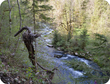 Au fond des gorges, l'ain fait son chemin