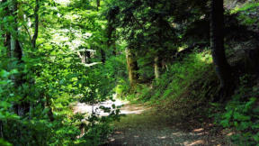 Lac de Bonlieu : Chemin de promenade 