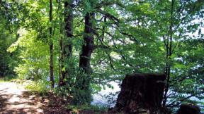Lac de Bonlieu : arbres en bordure du lac