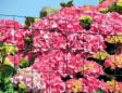 Ile de Bréhat : les fleurs d'un jardin