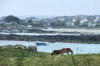 Bretagne-Porsall-chevaux en liberté et village en arrière plan