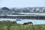 Bretagne-Porsall-chevaux en liberté et village en arrière plan