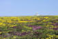 Bretagne-Pointe du Raz-la lande avec ses fleurs multicolores