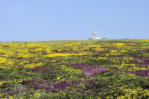 Bretagne-Pointe du Raz-la lande avec ses fleurs multicolores