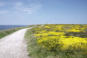 Bretagne-Pointe du Raz-chemin côtier