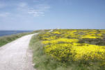 Bretagne-Pointe du Raz-chemin côtier