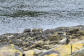 Bretagne-Le Yaudet-rivage caillouteux