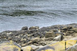 Bretagne-Le Yaudet-rivage caillouteux