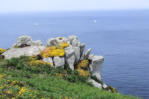 Bretagne-Pointe du Van-rochers et fleurs façe à l'océan