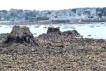 Bretagne-Primel Trégastel-pêcheurs à pied