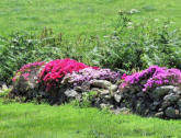 Ile de Bréhat - fleurs squattant un muret