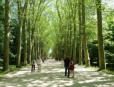 Chenonceau : le château, l'allée d'honneur, l'entrée