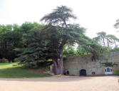 Château Valmer : arbre centenaire