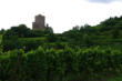 Kaysersberg-vue du château depuis le vignoble