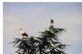 Cernay-deux cigognes au faite d'un arbre