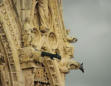 Reims : la cathédrale-détails de la construction-les gargouilles