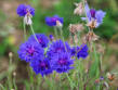 Le lac de Madine-fleurs des bords du lac-image 2