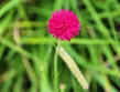 Le lac de Madine-fleurs des bords du lac-image 1