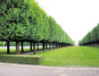 cimetière de Saint Mihiel :aménagement du cimetière-espace vert et allées