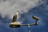 Cernay-cigogne sur un réverbère regardant une caméra de surveillance