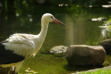 Cernay-cigogne au bord de l'eau