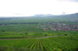 Sigolsheim-le village au milieu des vignes