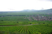 Sigolsheim-le village au milieu des vignes