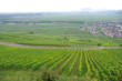Sigolsheim-paysage sur le  vignoble