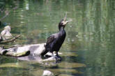 Hunawhir-parc des loutres et cigognes-cormoran
