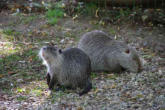 Hunawhir-parc des loutres et cigognes-ragondins