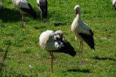 Hunawhir-parc des loutres et cigognes-cigognes